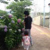 6月16日 紫陽花と幼稚園