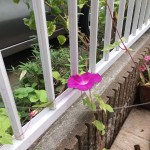 2018/09/11 お出かけ日和